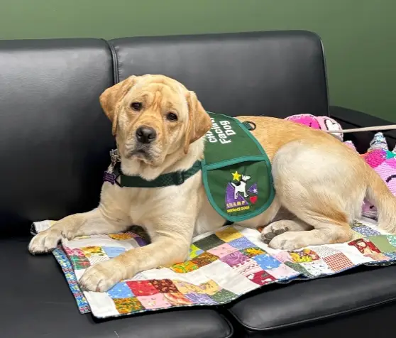Comfort crew member Coco - yellow lab - voices of courage